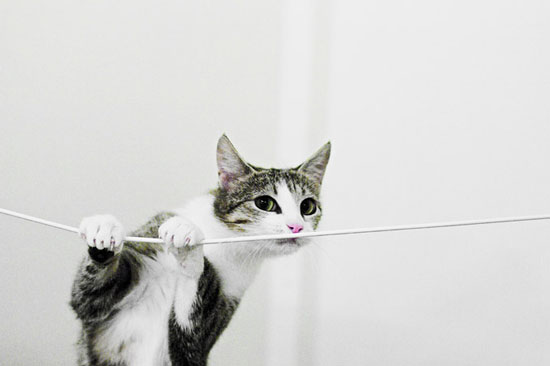 CatCord