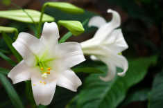 lilies