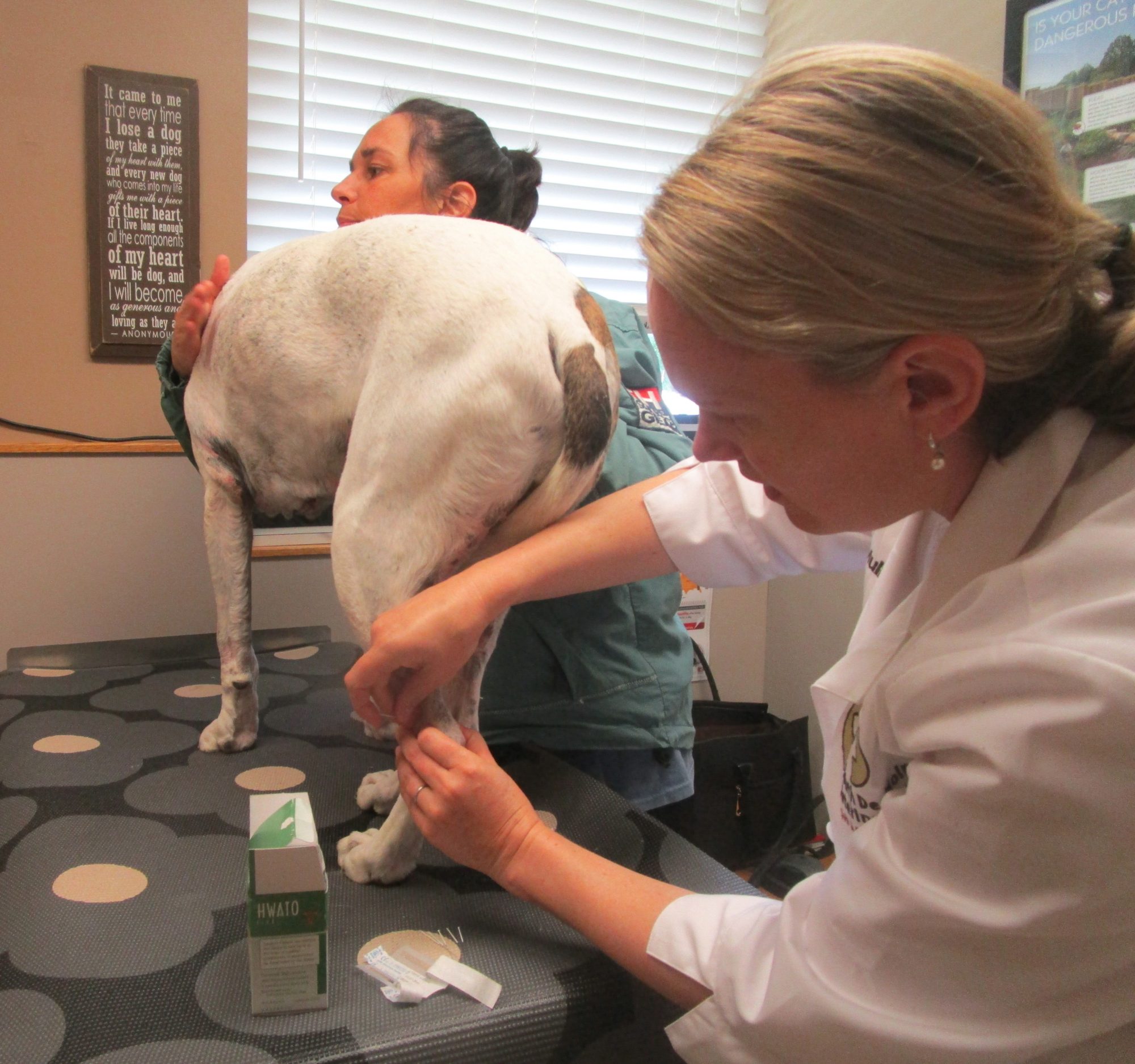 acupuncture for cats Archives South Des Moines Veterinary Center