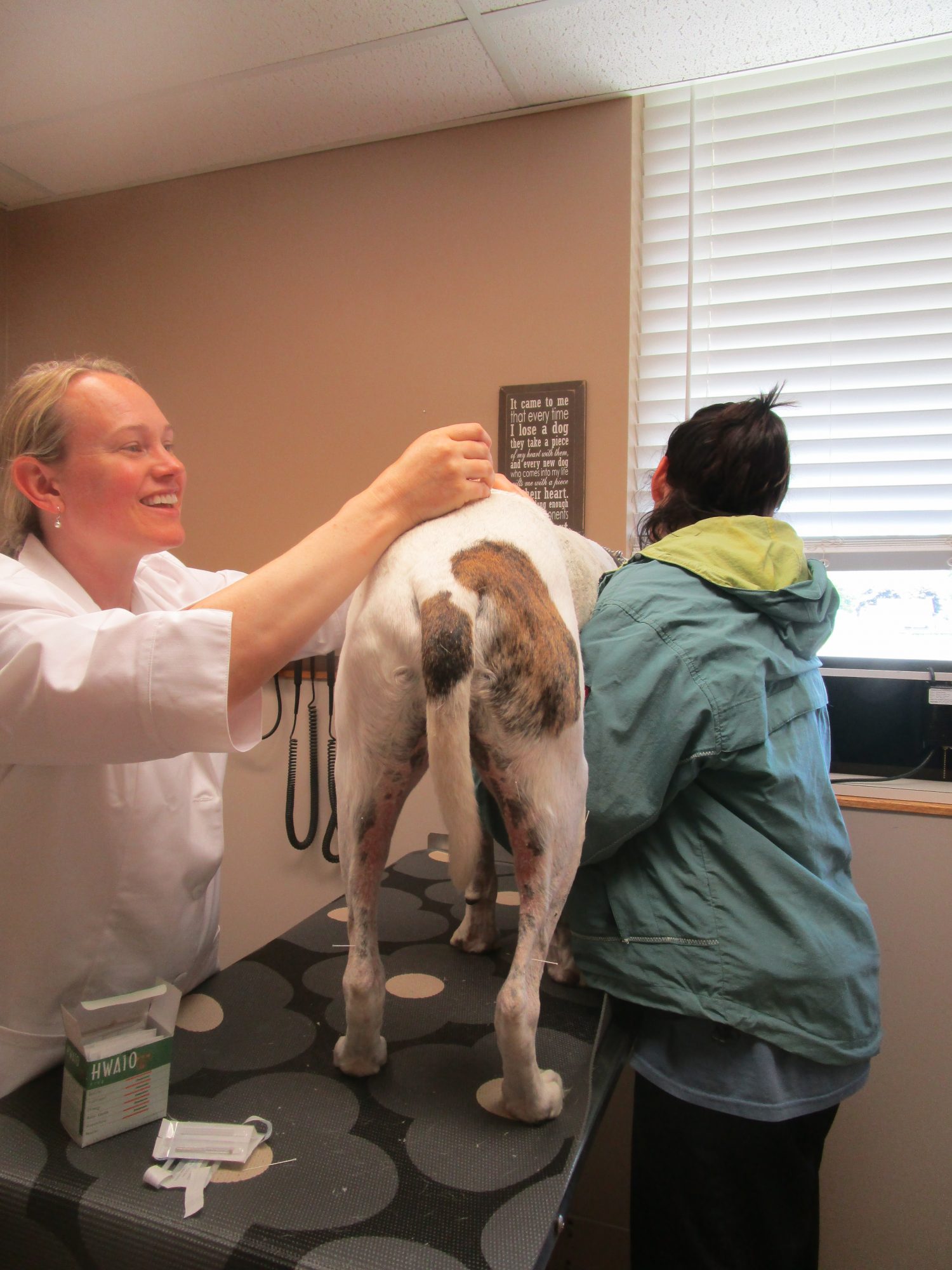 acupuncture for cats Archives South Des Moines Veterinary Center