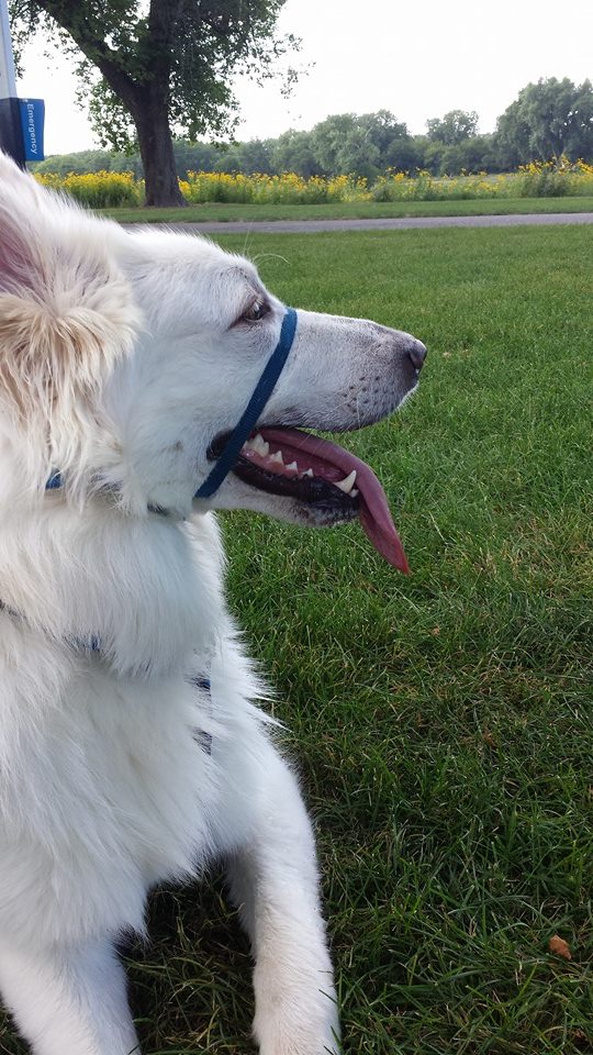 The Gentle Leader Headcollar can be a great training tool for walking your pup.