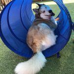 A husky in a nylon play tube