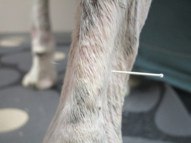 Veterinary Acupuncture in South Des Moines Veterinary Acupuncture in South Des Moines