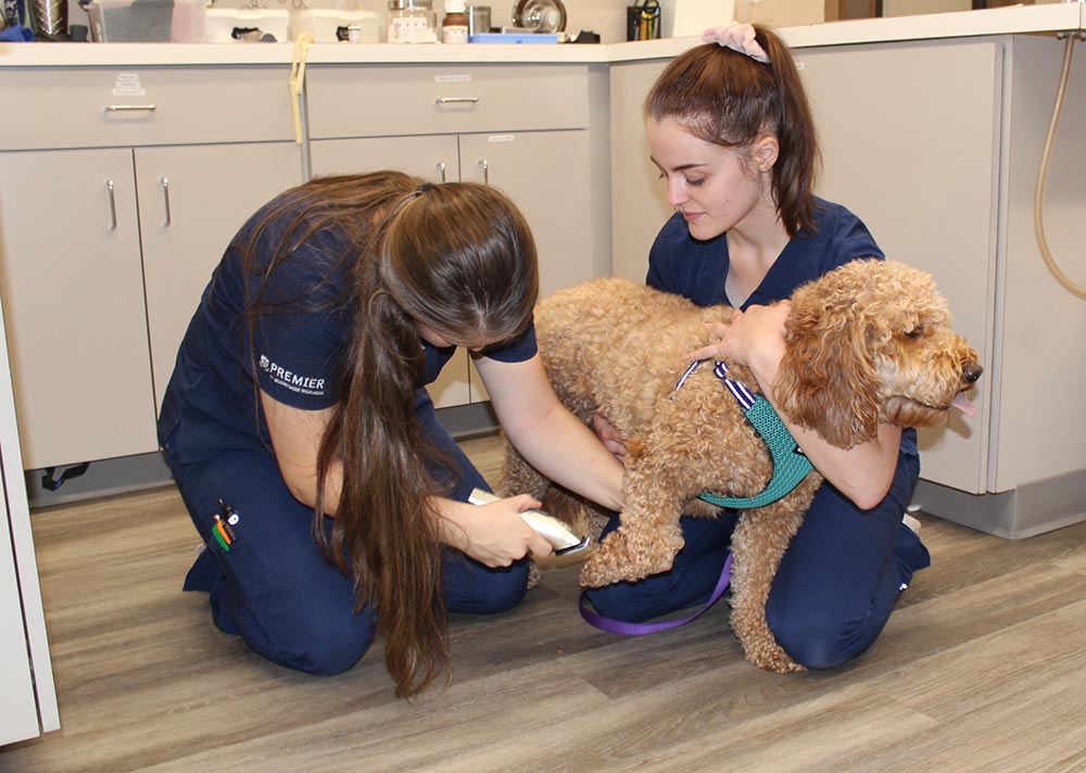 Pet being examined for dermatological issues
