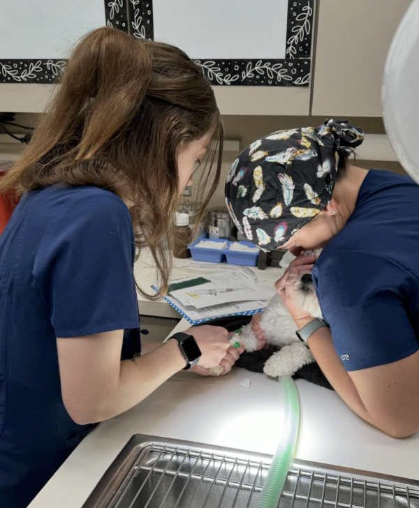 Pet End-of-Life Care & Support Pet End-of-Life Care & Support