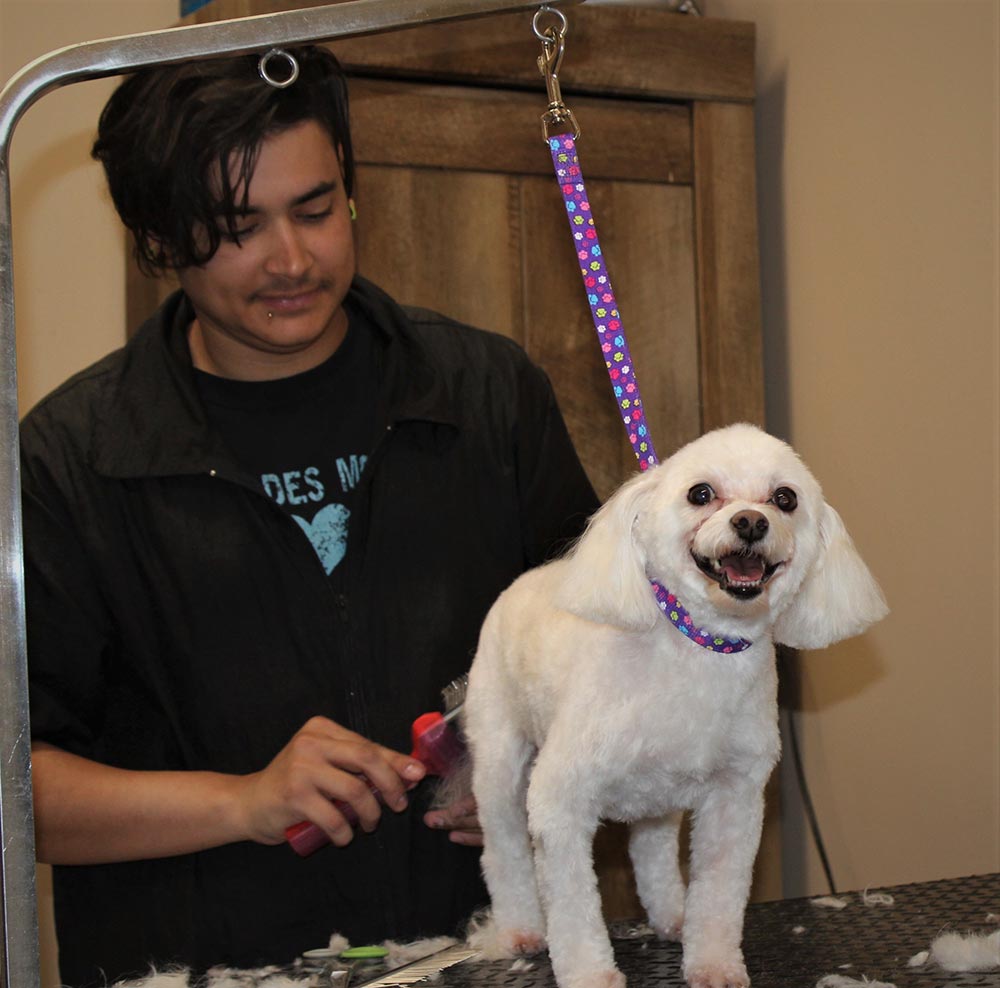 Happy Dog Being Groomed Happy Dog Being Groomed