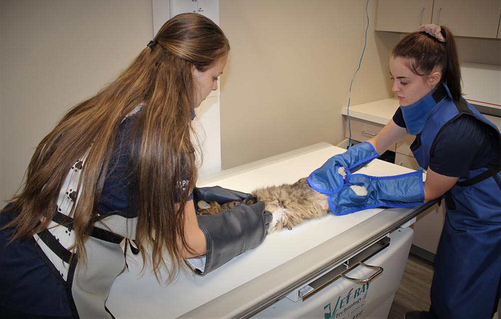 Pet Internal Medicine