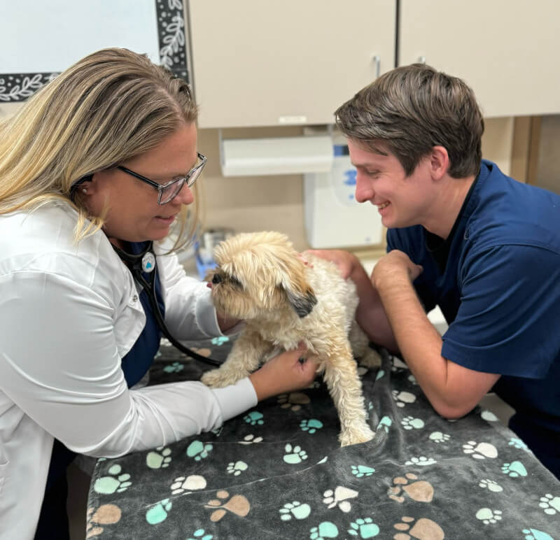 Dog being examined Dog being examined