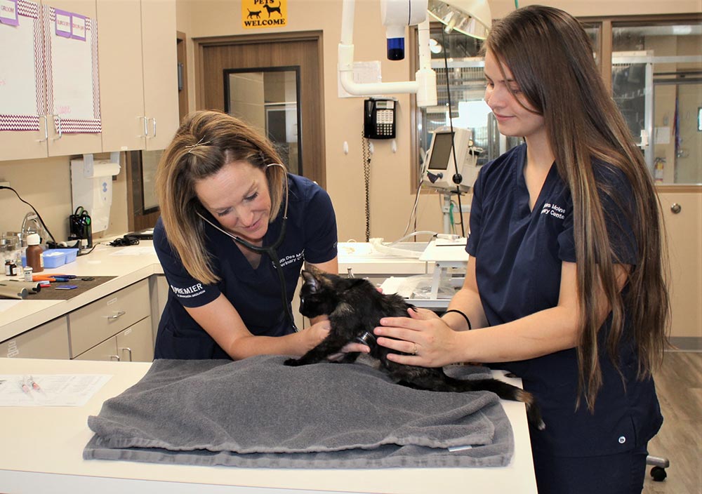 Cat being examined