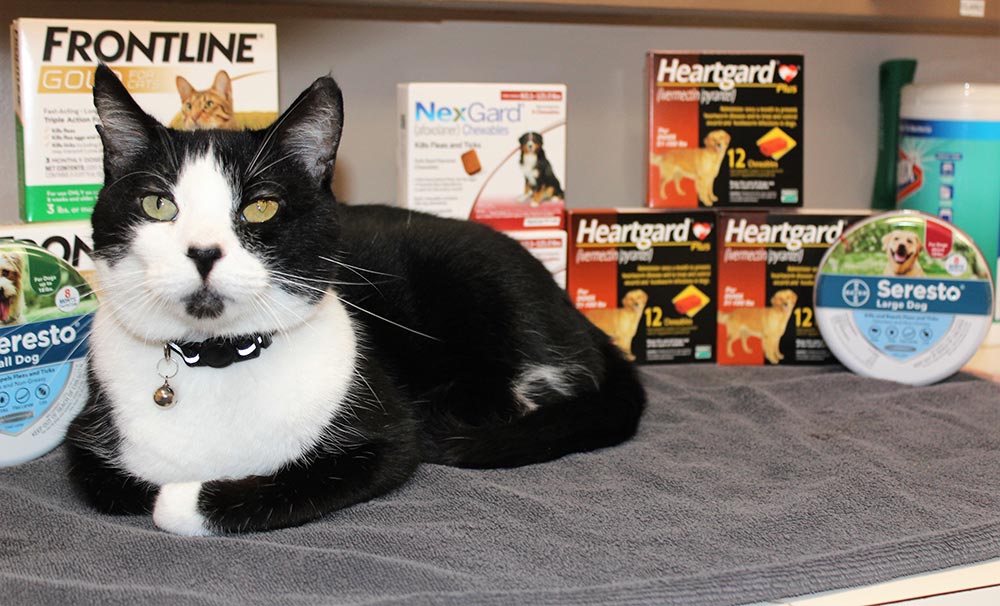 Preventive Care for Fleas, Ticks, Heartworms & Parasites! Preventive Care for Fleas, Ticks, Heartworms & Parasites!