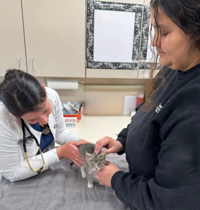 Cat being treated by Vet and Assistant Cat being treated by Vet and Assistant