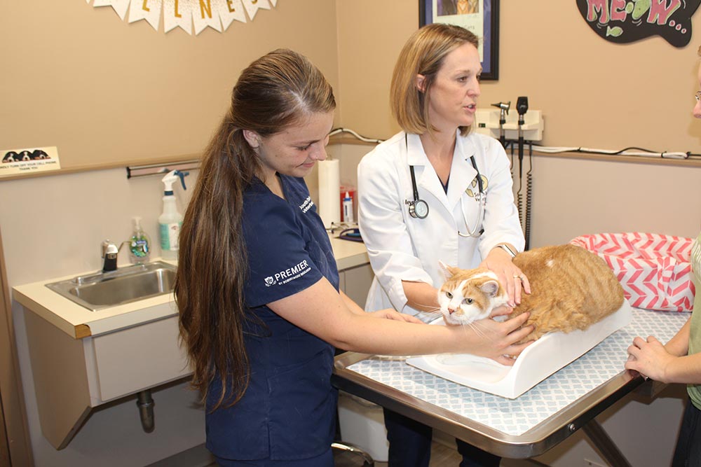 Cat Being Weighed by Vet and Assistant